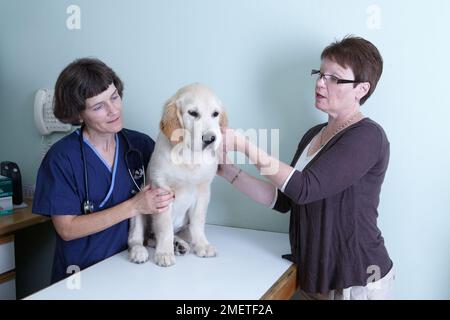 Labrador puppy being checked over by a vet Stock Photo