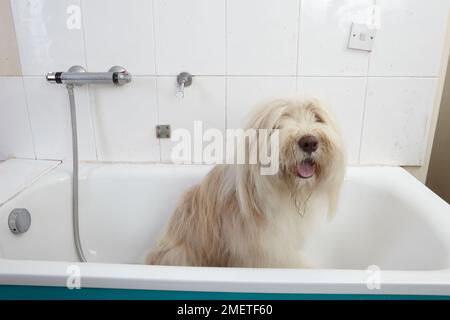 Bearded Collie, bathing sequence in grooming parlour Stock Photo