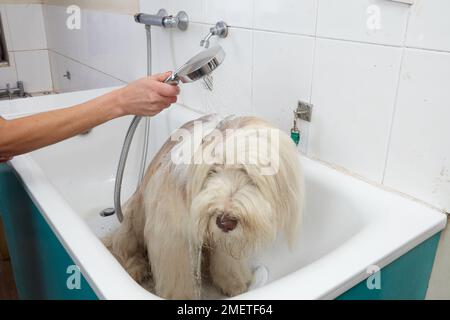 Bearded Collie, bathing sequence in grooming parlour Stock Photo