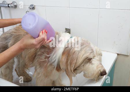 Bearded Collie, bathing sequence in grooming parlour Stock Photo