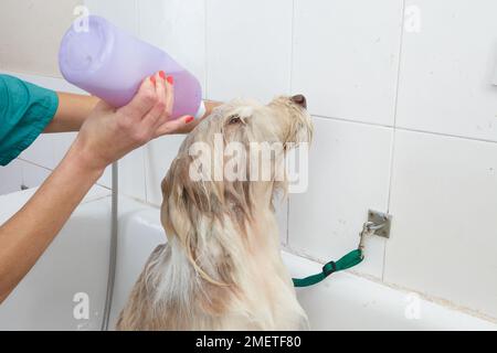 Bearded Collie, bathing sequence in grooming parlour Stock Photo