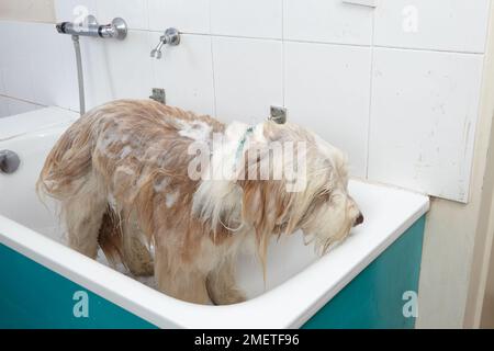 Bearded Collie, bathing sequence in grooming parlour Stock Photo