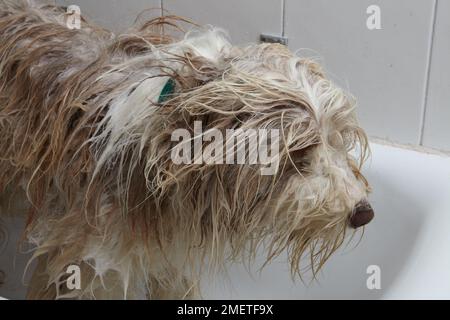 Bearded Collie, bathing sequence in grooming parlour Stock Photo