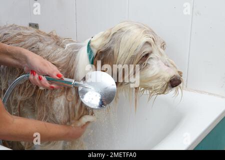 Bearded Collie, bathing sequence in grooming parlour Stock Photo