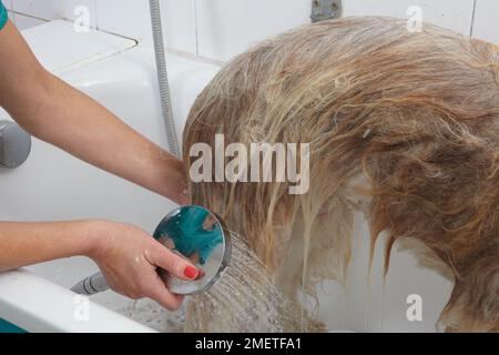 Bearded Collie, bathing sequence in grooming parlour Stock Photo