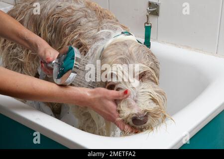 Bearded Collie, bathing sequence in grooming parlour Stock Photo