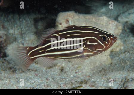 Six-lined soapfish (Grammistes sexlineatus), House Reef dive site, Mangrove Bay, El Quesir, Red Sea, Egypt Stock Photo