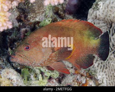 Yellowfin hind (Cephalopholis hemistiktos), Dive Site House Reef, Mangrove Bay, El Quesir, Red Sea, Egypt Stock Photo