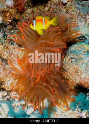 Fluorescent bubble-tip anemone (Entacmaea quadricolor) inhabited by a red sea clownfish (Amphiprion bicinctus), Dive site House Reef, Mangrove Bay Stock Photo
