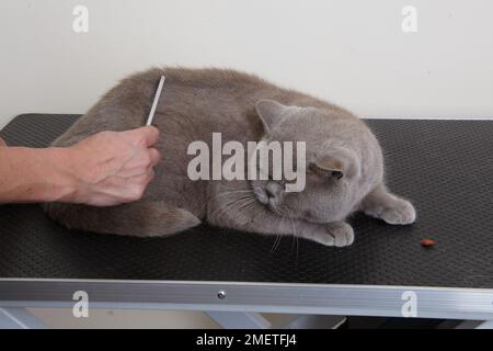 Blue British Shorthair: grooming coat using comb Stock Photo