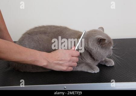 Blue British Shorthair: grooming coat using comb Stock Photo