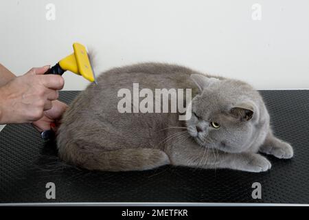 Blue British Shorthair: grooming coat using shedding blade Stock Photo