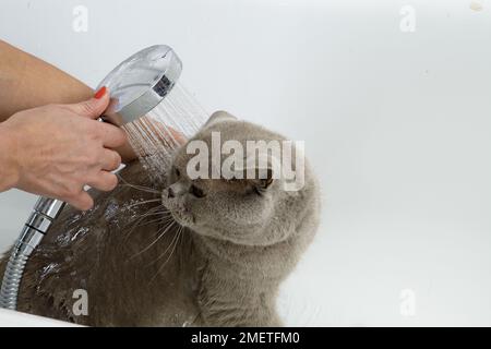 Blue British Shorthair: bathing sequence Stock Photo