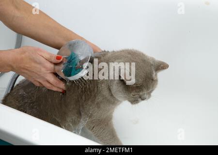 Blue British Shorthair: bathing sequence Stock Photo