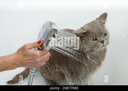 Blue British Shorthair: bathing sequence Stock Photo