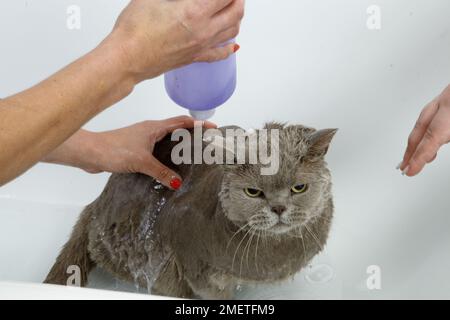 Blue British Shorthair: bathing sequence Stock Photo