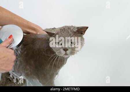 Blue British Shorthair: bathing sequence Stock Photo