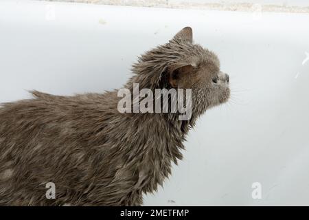 Blue British Shorthair: being dried after bath Stock Photo