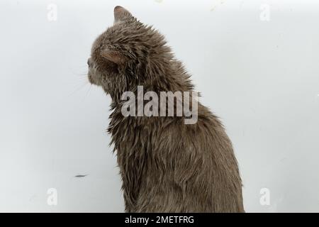 Blue British Shorthair: being dried after bath Stock Photo