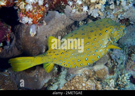 Yellow boxfish (Ostracion cubicus), female, Ras Mohammed National Park dive site, Sinai, Egypt, Red Sea Stock Photo