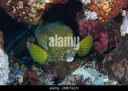 Portrait of yellow boxfish (Ostracion cubicus), female, Ras Mohammed National Park dive site, Sinai, Egypt, Red Sea Stock Photo