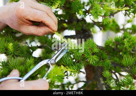 Pruning European Larch (Larix decidua) Stock Photo