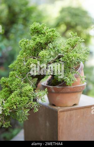 Chinese Juniper (Juniperus Chinensis 'Itoigawa'), creating a juniper cascade, setting temporary new planting angle by balancing tree on empty training pot Stock Photo