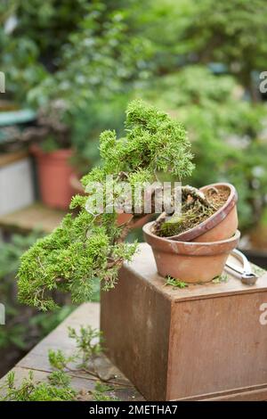Chinese Juniper (Juniperus Chinensis 'Itoigawa'), creating a juniper cascade, setting new planting angle by balancing tree on empty training pot, and thinning out the shoots Stock Photo