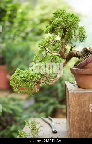 Chinese Juniper (Juniperus Chinensis 'Itoigawa'), creating a juniper cascade, setting new planting angle by balancing tree on empty training pot, and thinning out the shoots Stock Photo