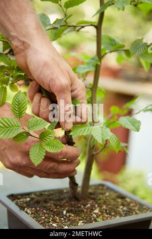 Making a twin-trunk hornbeam bonsai, wiring the daughter tree Stock Photo