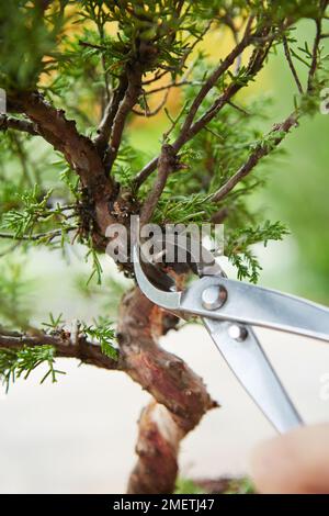 Twisted dead wood juniper (Literarti deadwood slanting Juniper), wiring ...