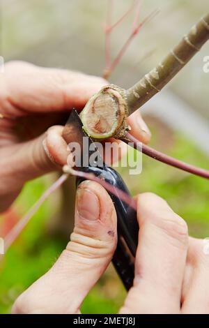 Bonsai Acer Palmatum 'Deshojo', Japanese Red Maple, pruning node Stock Photo