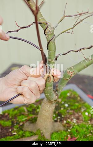 Bonsai Acer Palmatum 'Deshojo', Japanese Red Maple, wiring Stock Photo
