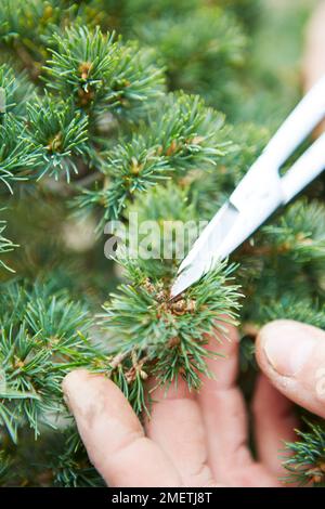 Pinus parviflora 'Zui-sho' (White Pine 'Zui-sho'), Windswept Pine, thinning congested buds Stock Photo