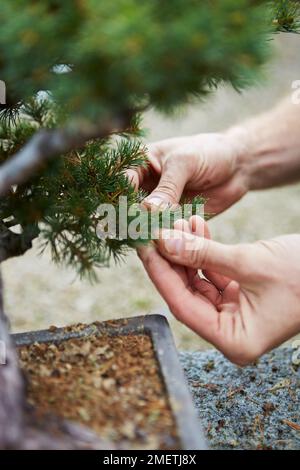 Pinus parviflora 'Zui-sho' (White Pine 'Zui-sho'), Windswept Pine, thinning out congested buds Stock Photo
