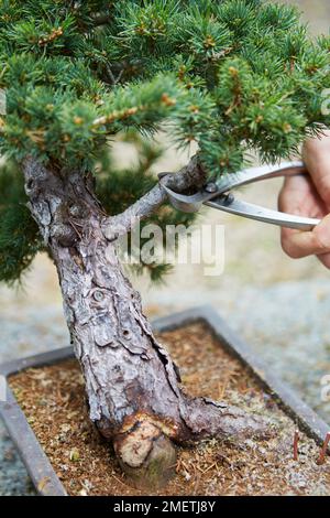 Pinus parviflora 'Zui-sho' (White Pine 'Zui-sho'), Windswept Pine Stock Photo