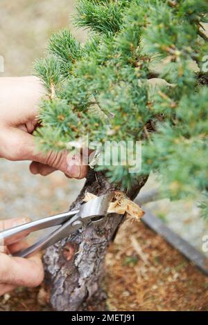 Pinus parviflora 'Zui-sho' (White Pine 'Zui-sho'), Windswept Pine, refining the stump and creating the jin Stock Photo