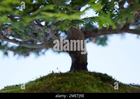 Hinoki Cypress (Chamaecyparis Obtusa), base of tree Stock Photo