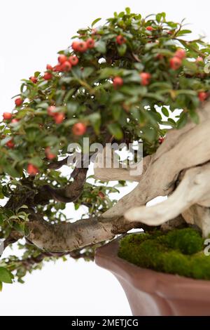 Cotoneaster horizontalis, cascading branch Stock Photo