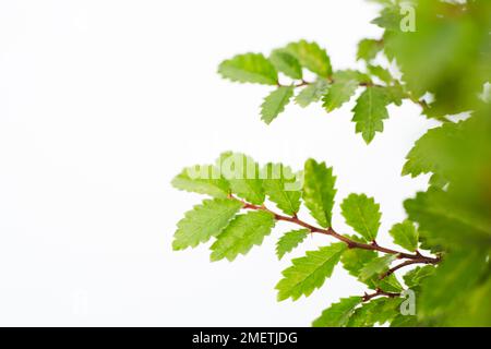 Chinese Elm (Ulmus Parvifolia) Stock Photo