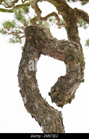 Pinus Sylvestris (Scots Pine), bonsai tree Stock Photo