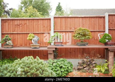 Selection of bonsai trees displayed on bench in garden Stock Photo