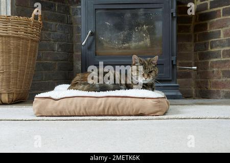 Tortie-tabby (tortoiseshell tabby) resting in front of log fire, old cat, 16-17 year, female Stock Photo