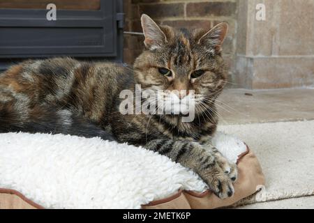 Tortie-tabby (tortoiseshell tabby) resting in front of log fire, old cat, 16-17 year, female Stock Photo