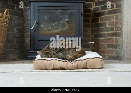 Tortie-tabby (tortoiseshell tabby) sleeping in front of log fire, old cat, 16-17 year, female Stock Photo