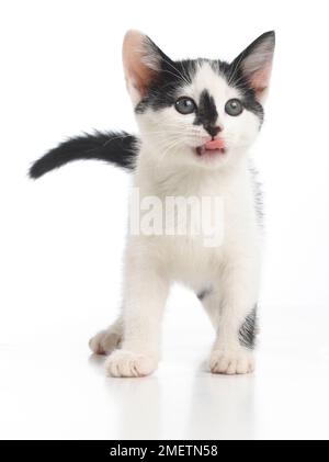 Black and white kitten, 8-week-old Stock Photo