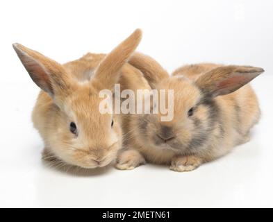 Young Dwarf Lop rabbits, 4-week-old Stock Photo
