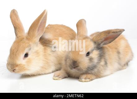 Young Dwarf Lop rabbits, 4-week-old Stock Photo