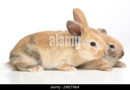 Young Dwarf Lop rabbits, 4-week-old Stock Photo