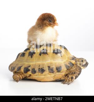 Pekin chick sitting on top of young Horsefields Tortoise, Russian Tortoise (Agrionemys horsfieldii) Stock Photo